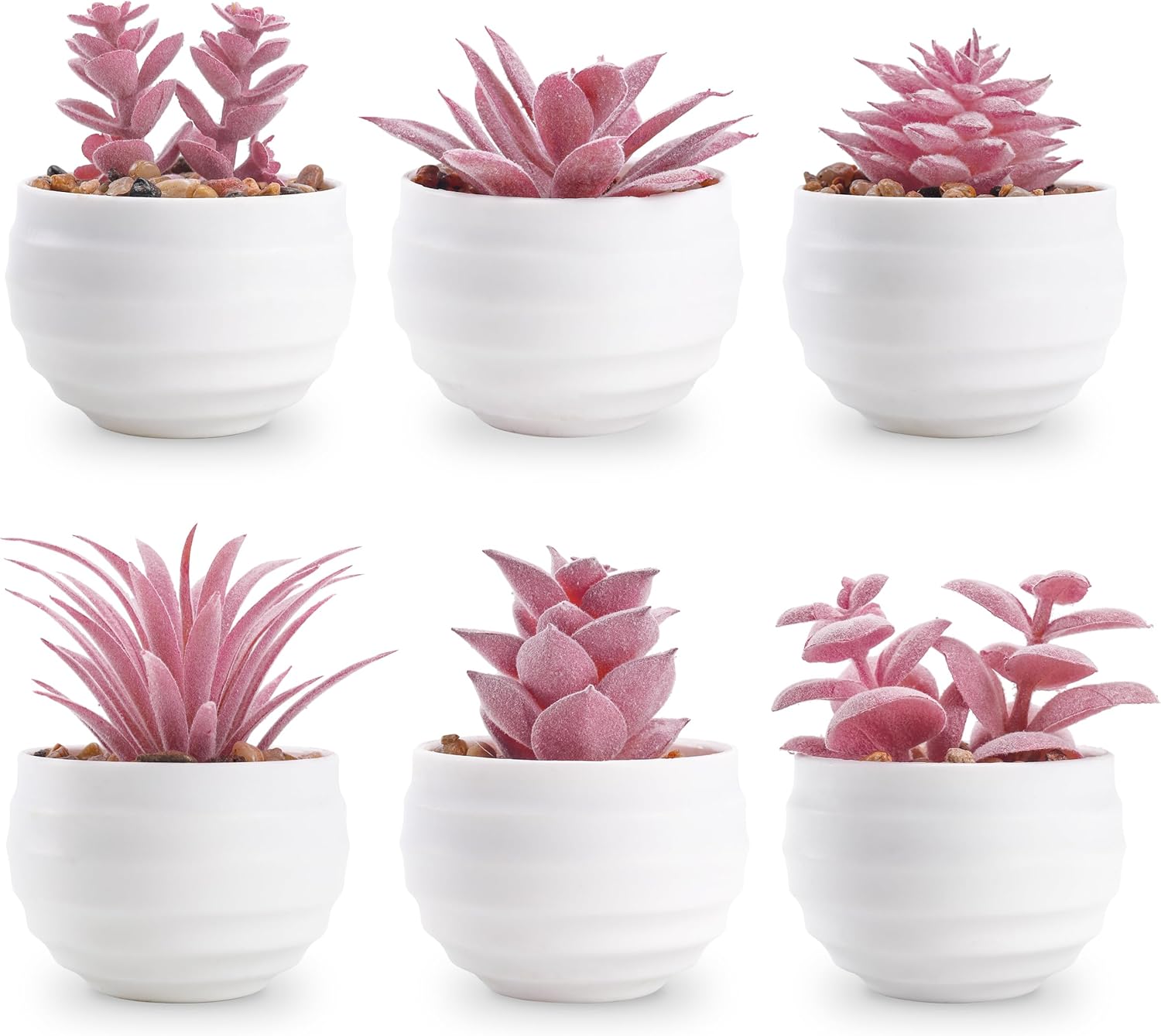 Der Rose Set of 6 Pink Succulents Plants